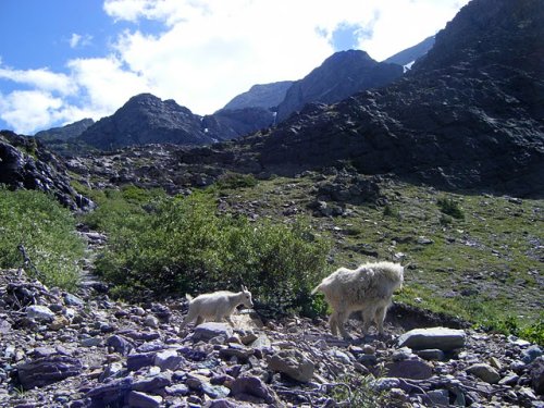 Mountain Goat Images