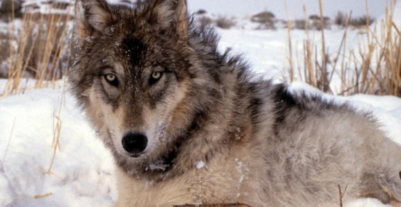gray wolf staring at you