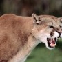 Park Employee Receives Citation in Wake of Last Week’s Mountain Lion Attack
