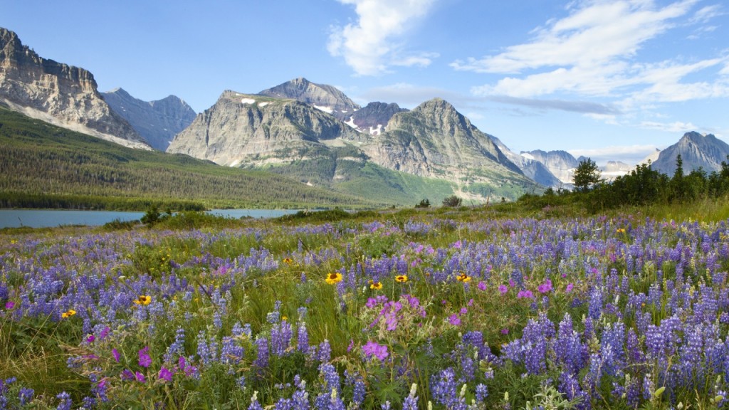 Glacier-National-Park-flowers