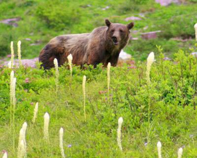 a grizzly bear surrounded by bear grass