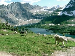 mountain goats along the hidden lake trail