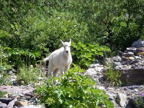 Baby Mountain Goat Pics