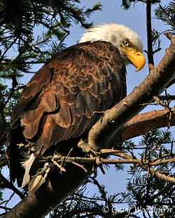 Bald Eagle Montana Picture