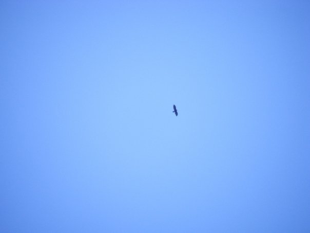 Bald eagle photo