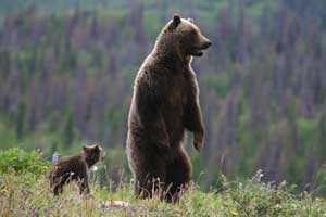 Grizzly Bear Pictures