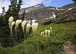 Bear Grass Grinnell Glacier