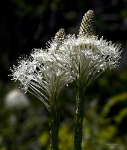 Bear Grass