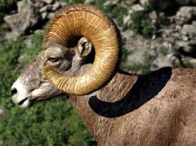 Big Horn Sheep Picture