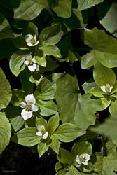 Bunchberry Glacier Park White Wildflower