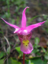 Calypso Orchid Pink Wildflower