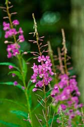 Fireweed Purple Wild Flower