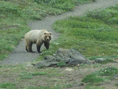 The Griz on Granite Park Chalet Hike