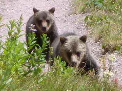 two grizzly cubs approaching us