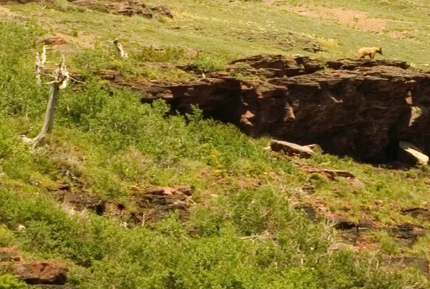 Grizzly Bear Images