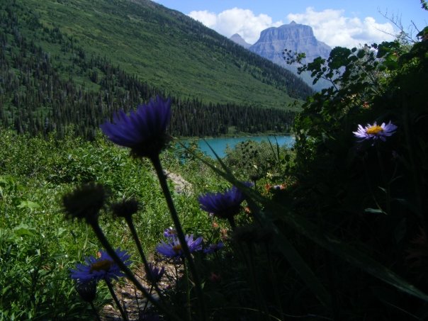 Purple wildflowers on Gunsight Trail