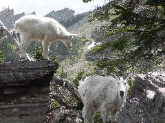 Mountain goat along Hidden Lake Trail