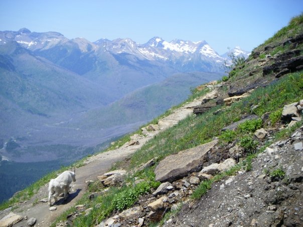 Best Images of Mountain Goats on Highline Trail