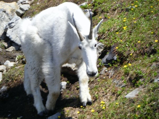 Mountain Goat photos