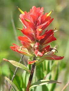 Indian Paintbrush