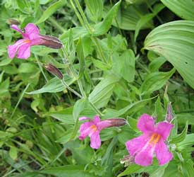 Monkey Flower Pink Wildflower