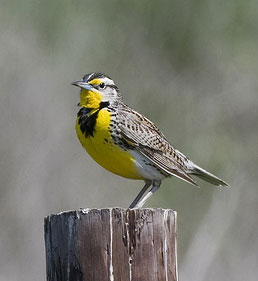 Montana state bird