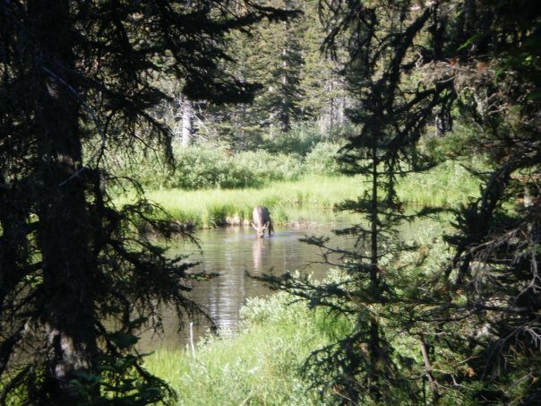 Moose Images - Animals in Glacier National Park