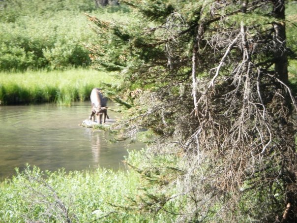 Moose Pictures - Glacier National Park Wildlife