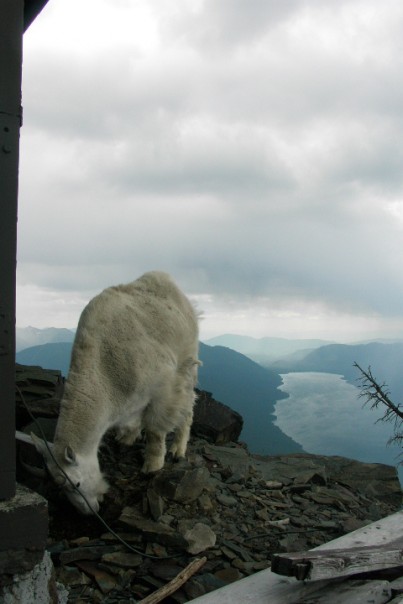 Images of Mountain Goats