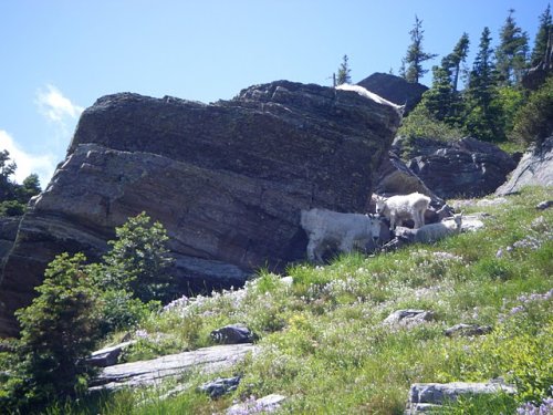 Mountain Goat Pics