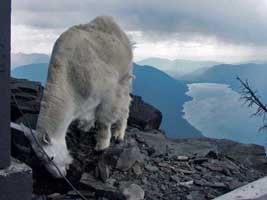 Mountain Goat Picture