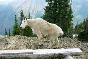 Mountain Goat Images