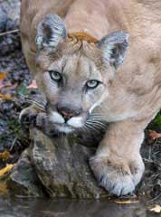 Mountain Lion Montana