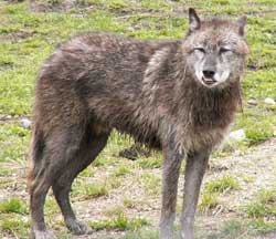 North American Gray Wolf