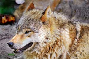 North American Gray Wolves