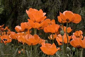 Orange Poppies Wildflower