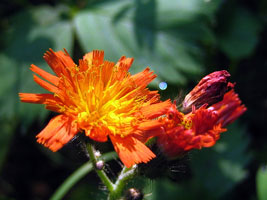 Orange Wildflower