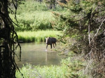 Pictures of a Moose