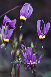 Purple Wild Flowers Star