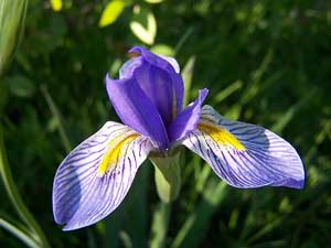 Rocky Mountain Iris Purple Flower