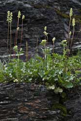 round leaved alumroot