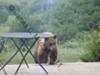 A bear seen in Steamboat Springs from July 9th Commentor