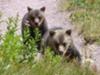 two grizzly cubs approaching us