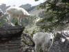 Mountain goat along Hidden Lake Trail