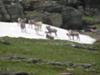 A group of Big Horn Sheep along the Hidden Lake Trail