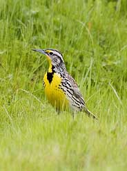 Western Meadowlark