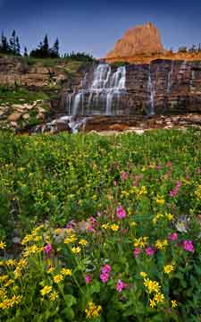 yellow pink wildflower