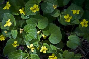 yellow violets wildflower