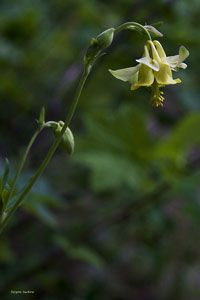 Yellow Wild flowers