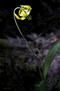 Yellow Wildflower